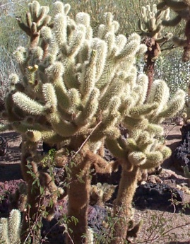 Teddy Bear Cholla: Unlike teddy bears or challah, this is <b>not</b> something you want to get close to!