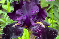 Black Iris