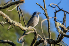 California Scrub Jay