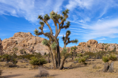 More Joshua Trees and Yucca and Rocks