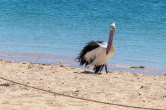 Pelican in the dolphin area
