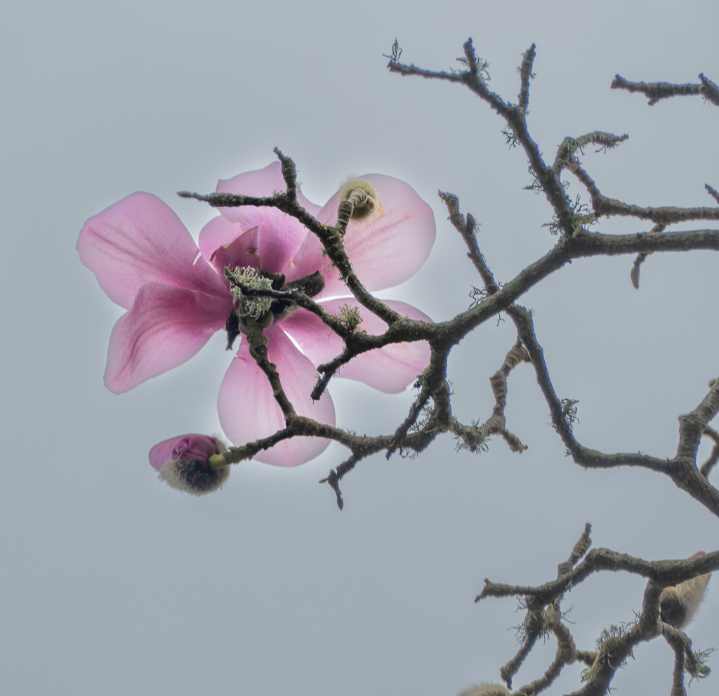 One more magnolia