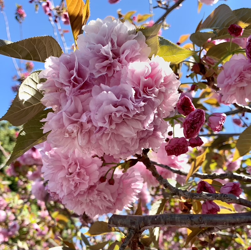 Japanese Flowering Cherry