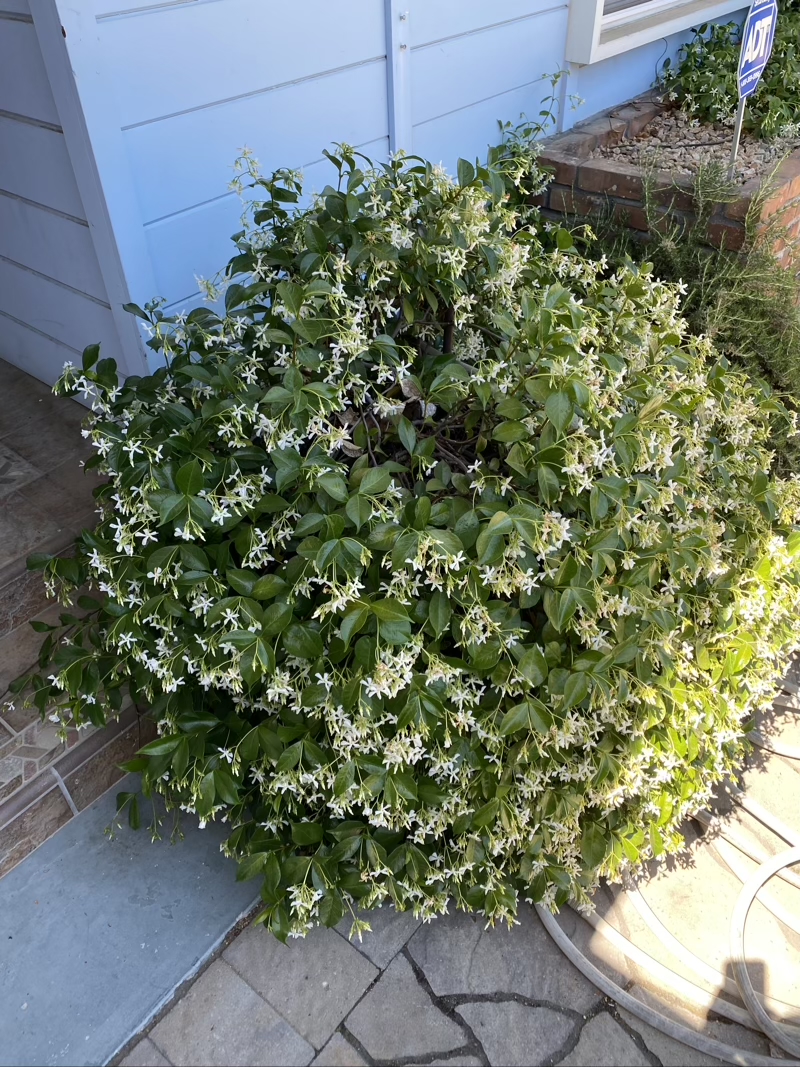 Star Jasmine