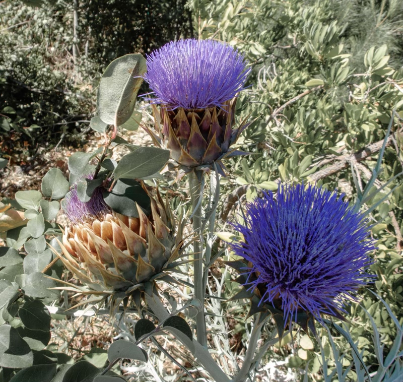 Artichoke Thistles