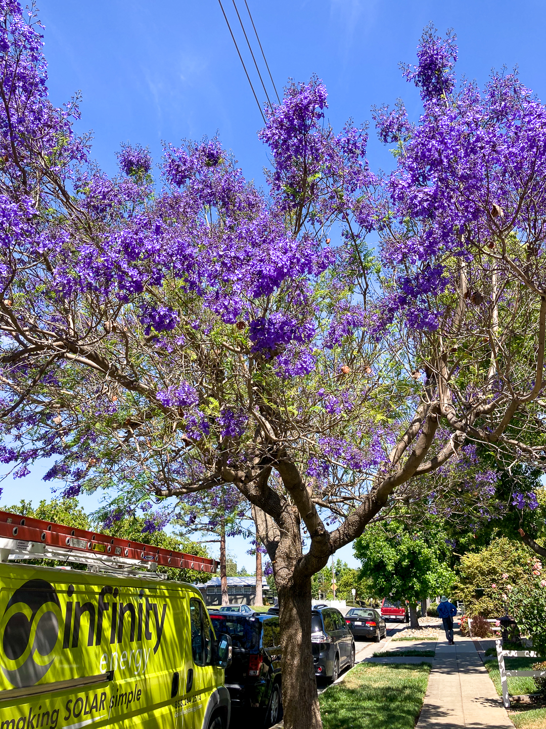 A jacaranda