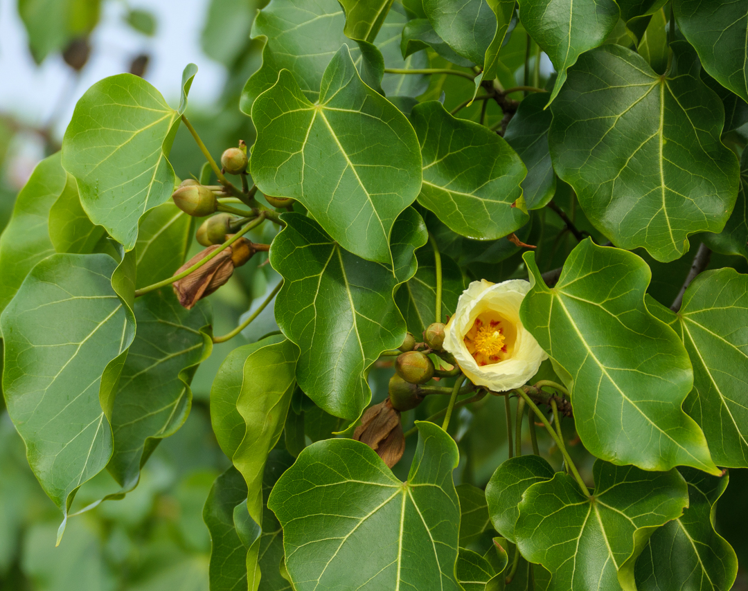 Peratia Tree Albatross! – Read This Blog!