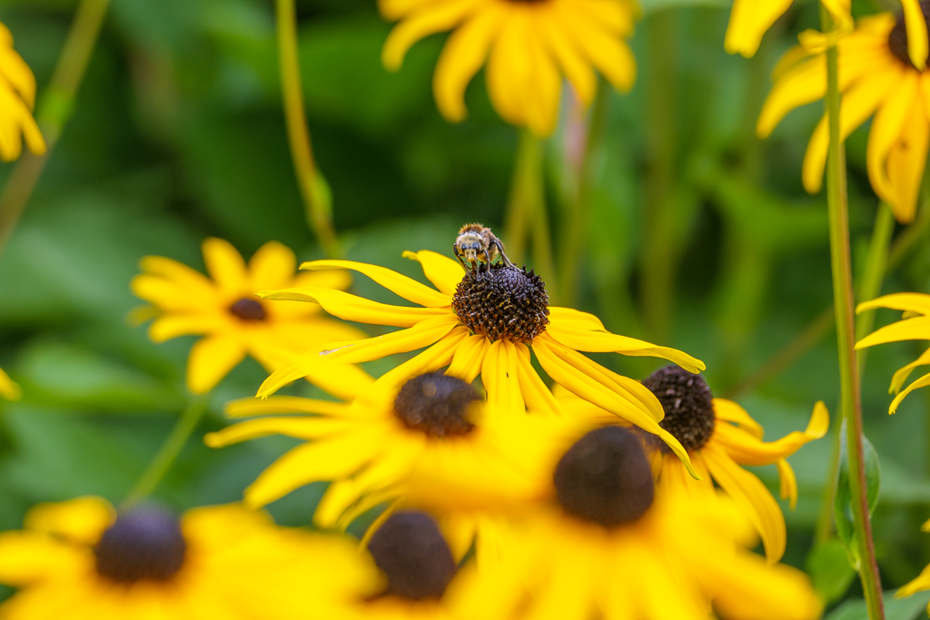 A bee atop a yellow flower, with other yellow flowers and foliage in the background.