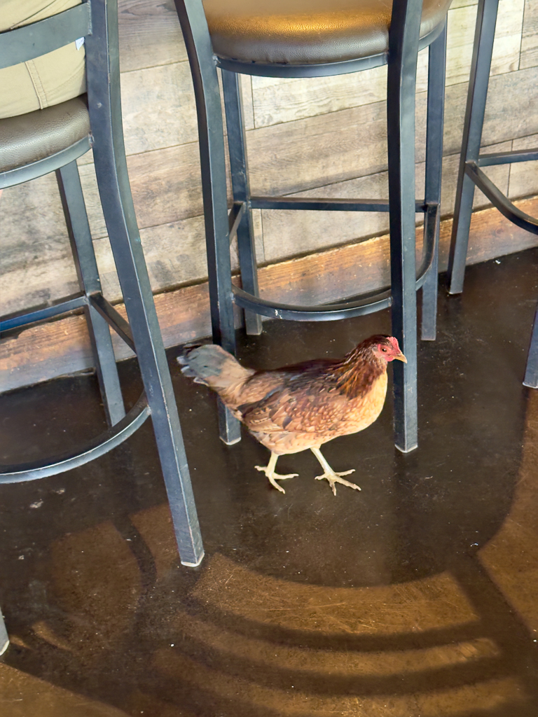 A chicken walking under a barstool